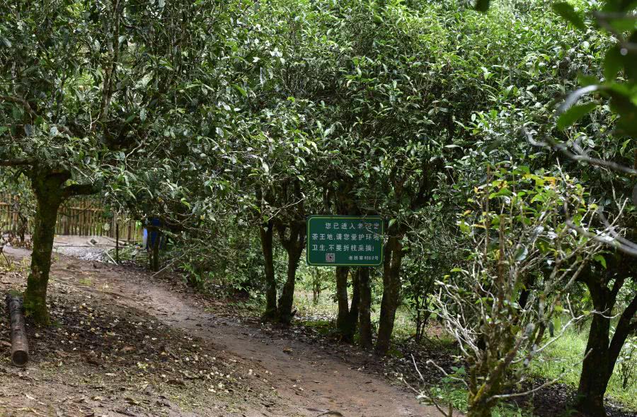 2021年老班章古樹秋茶價(jià)格？