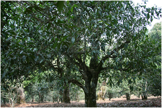 2021年老班章古樹秋茶多少錢一公斤？