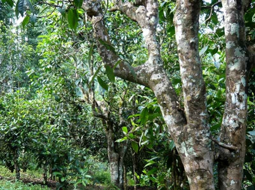 2021老曼峨古樹秋茶多少錢一公斤？