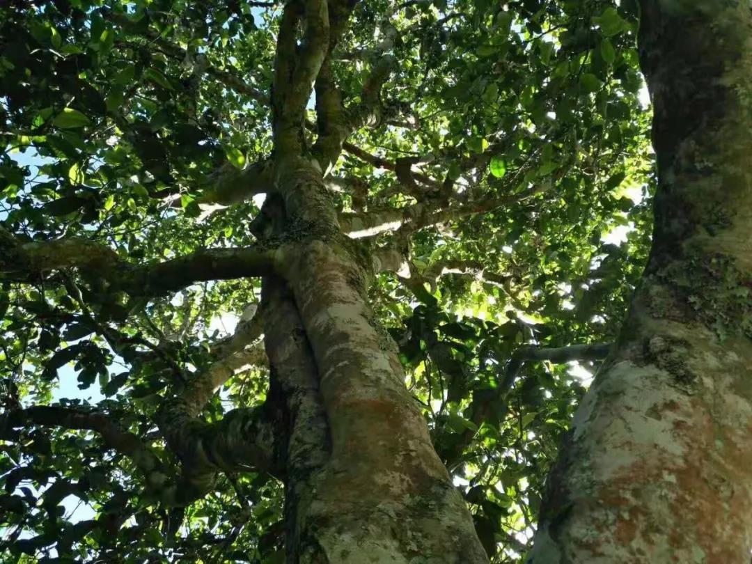 2021年班章茶區(qū)壩卡囡古樹秋茶特點？