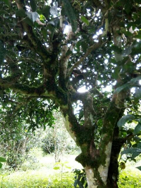 2021年班章茶區(qū)壩卡囡古樹秋茶多少錢一公斤？