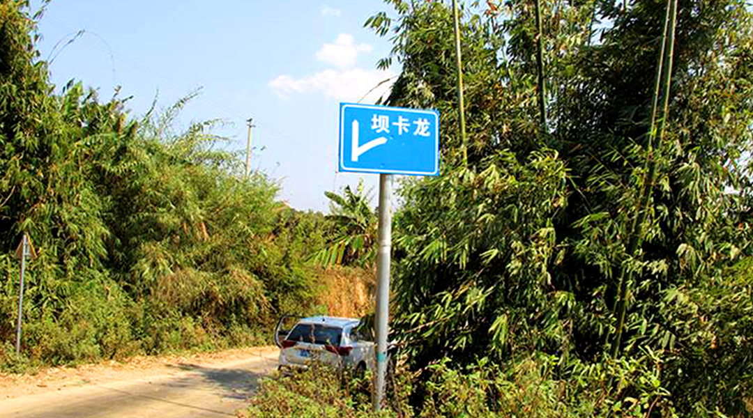 2021班章茶區(qū)壩卡竜古樹秋茶特點！