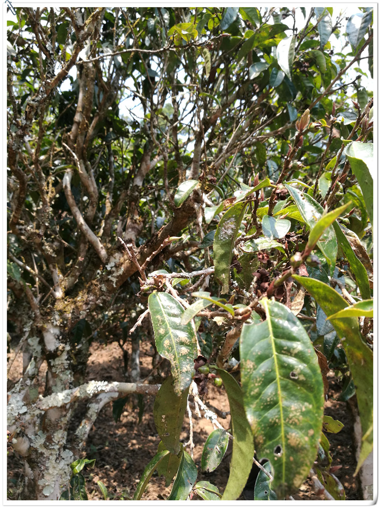 2021年布朗山班盆古樹秋茶多少錢一公斤？