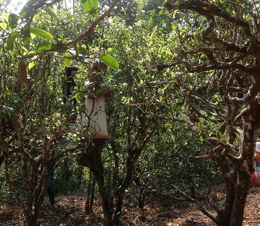 2021年布朗山班盆古樹秋茶品鑒！