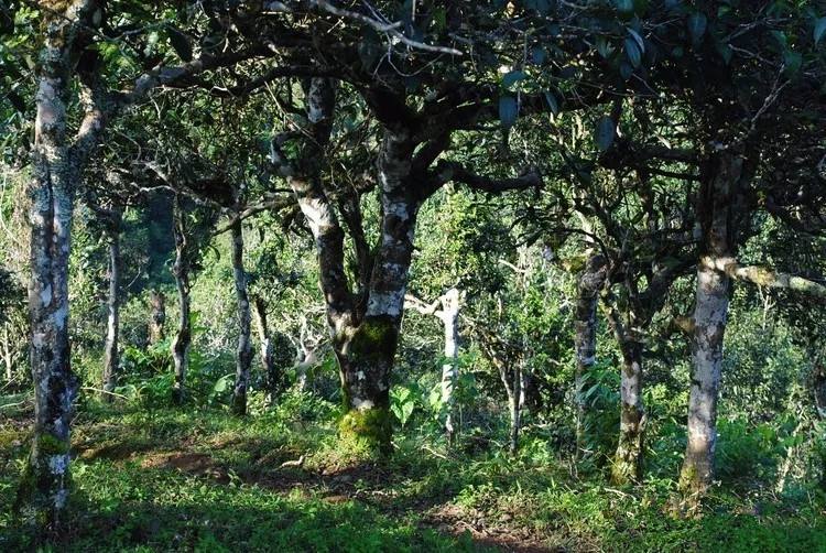 2021年賀開古樹秋茶口感！