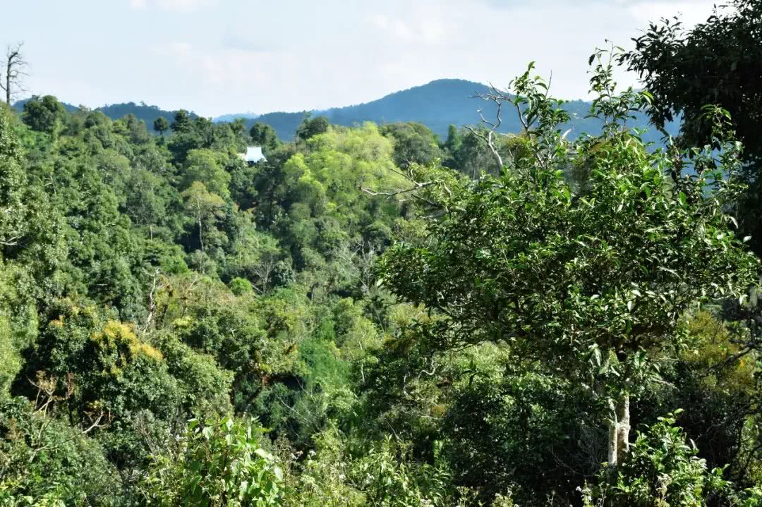 2021年賀開古樹秋茶品鑒實錄！