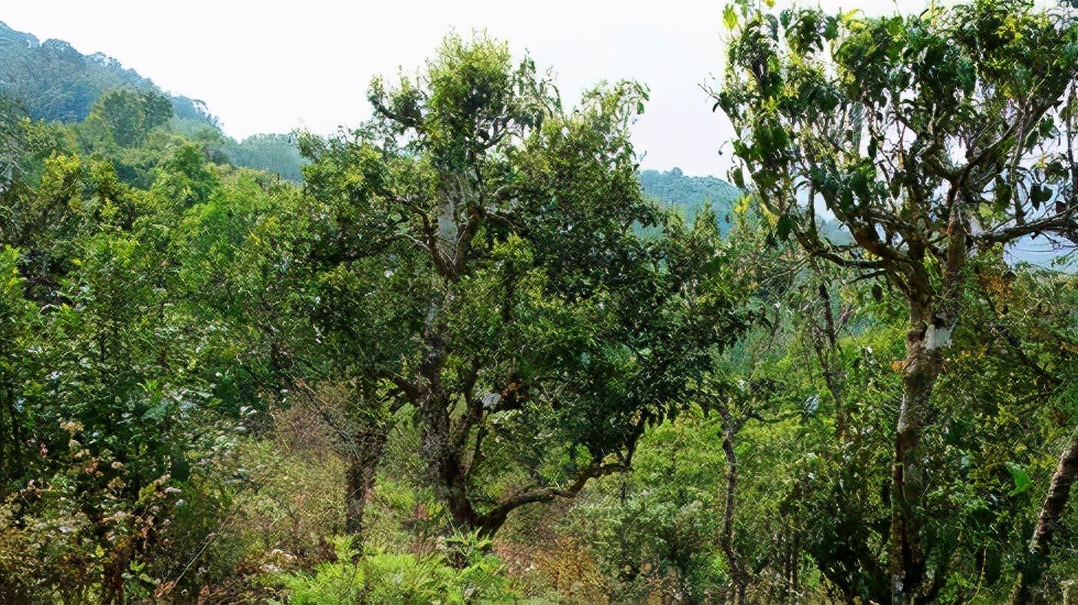 2021賀開古樹秋茶價格是多少？