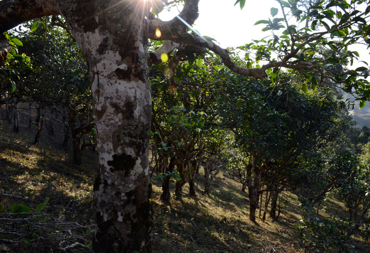 2021年班盆古樹秋茶特點？