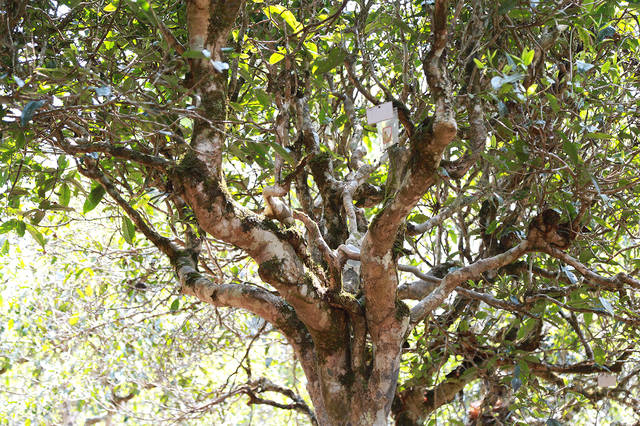 2021年班盆古樹秋茶口感？