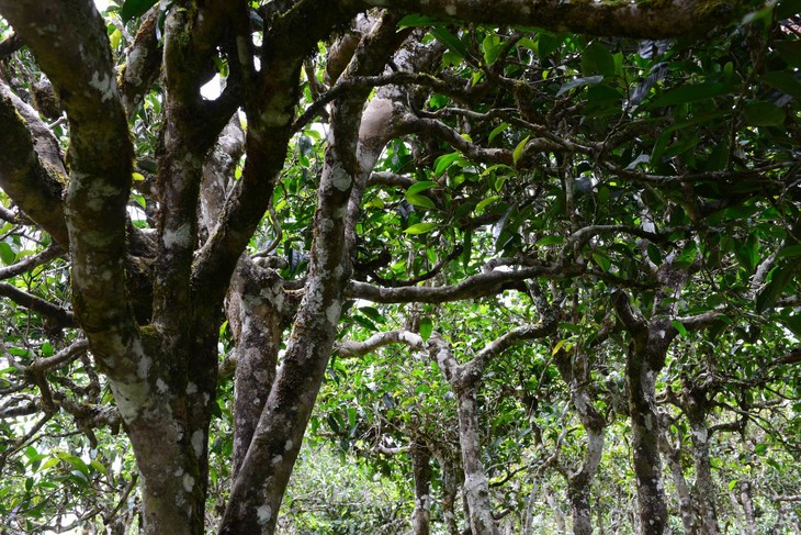 2021年老班章“鄰居”，班盆古樹秋茶茶來了！