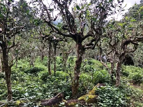 2021年班盆古樹秋茶多少錢一公斤？