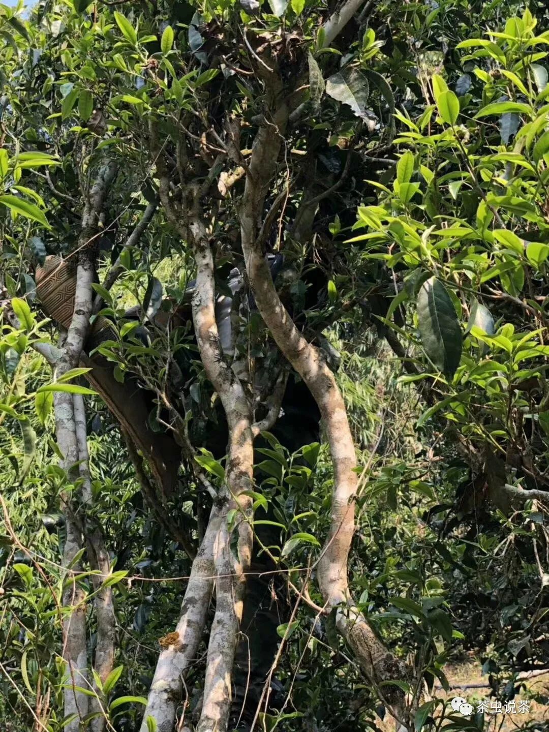 2021年廣別老寨古樹秋茶價格？