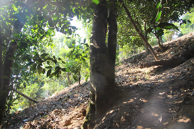 2021年廣別老寨古樹秋茶為何被稱為妖茶？