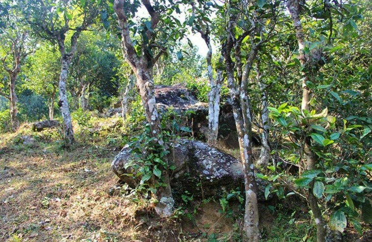 2021年勐宋那卡古樹秋茶特點(diǎn)？