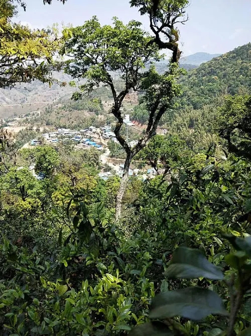 2021年勐宋那卡古樹(shù)秋茶價(jià)格？