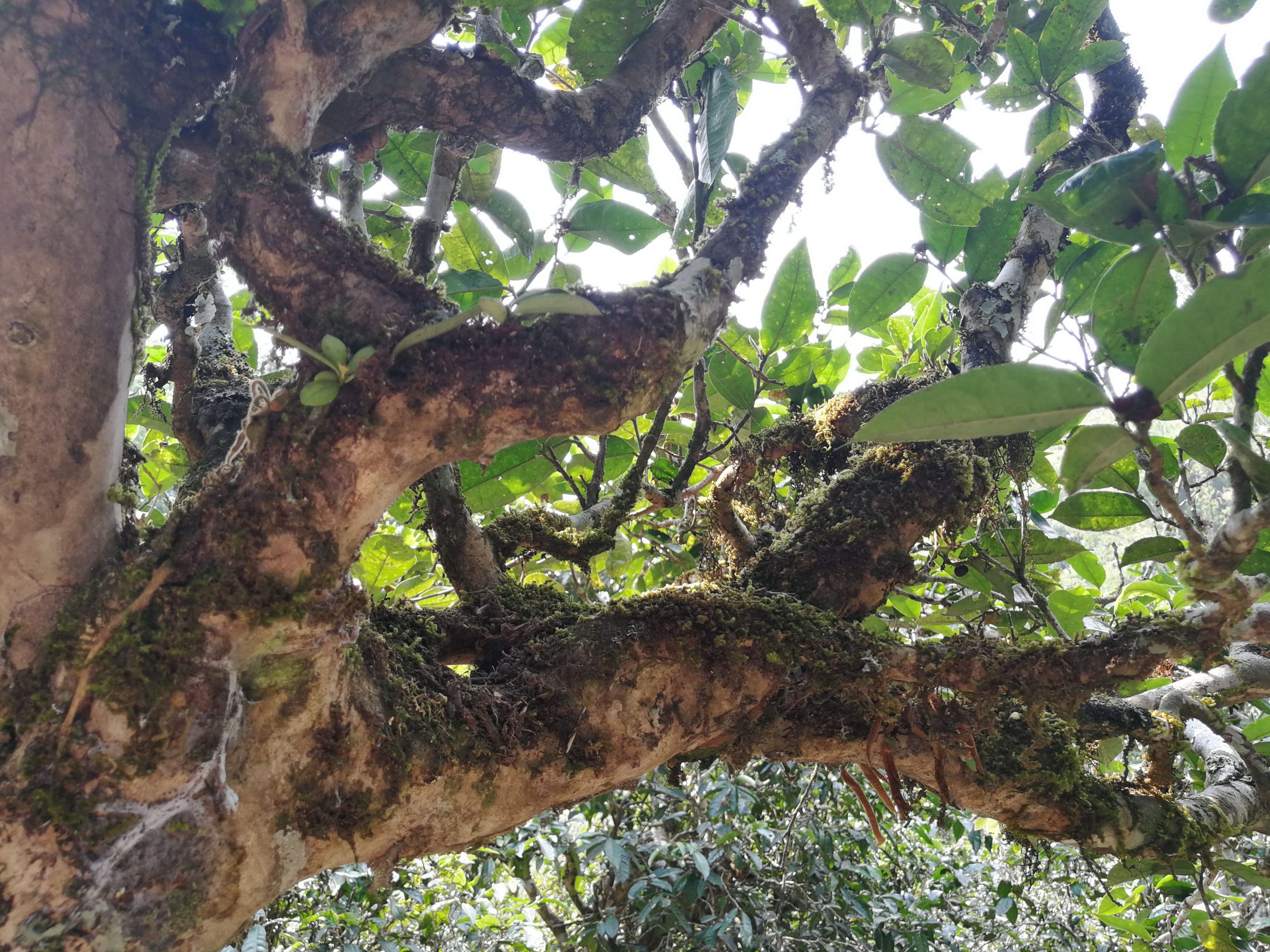 2021年勐宋那卡古樹秋茶品鑒實(shí)錄！