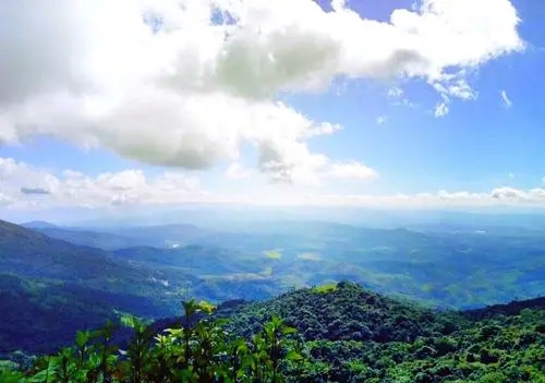 2021年滑竹梁子古樹秋茶特點？
