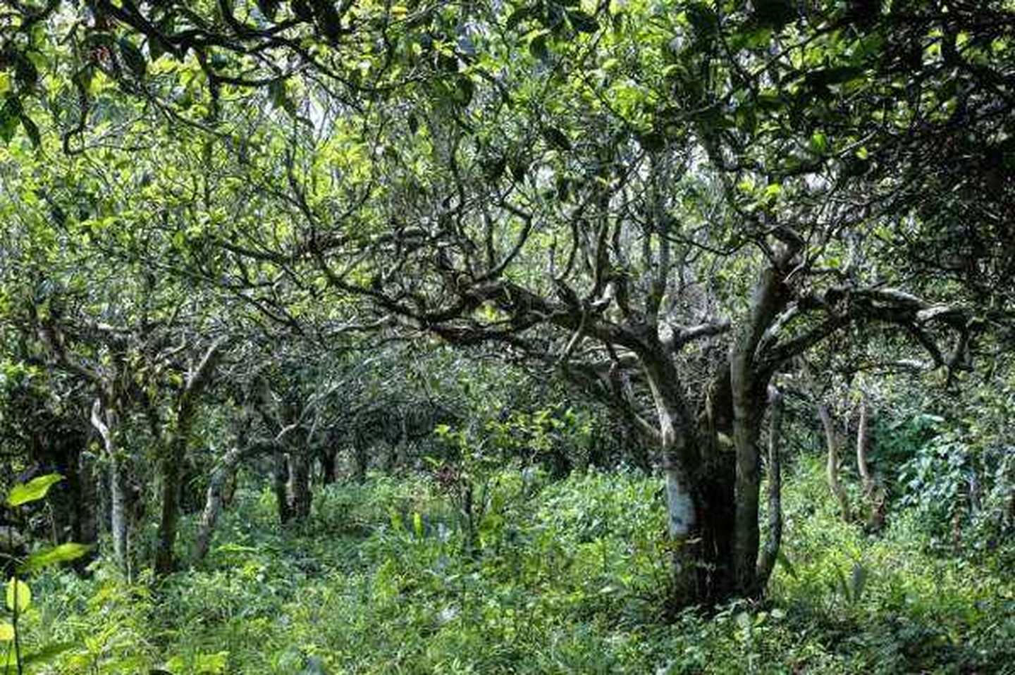 2021年滑竹梁子古樹(shù)秋茶口感？