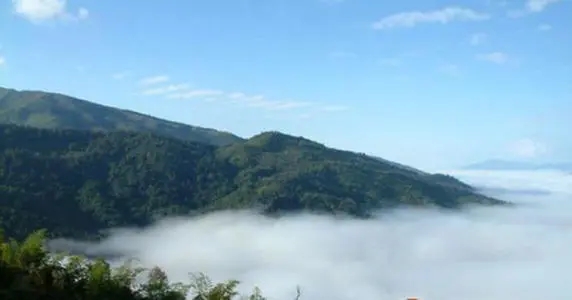 2021年滑竹梁子古樹品鑒實(shí)錄？