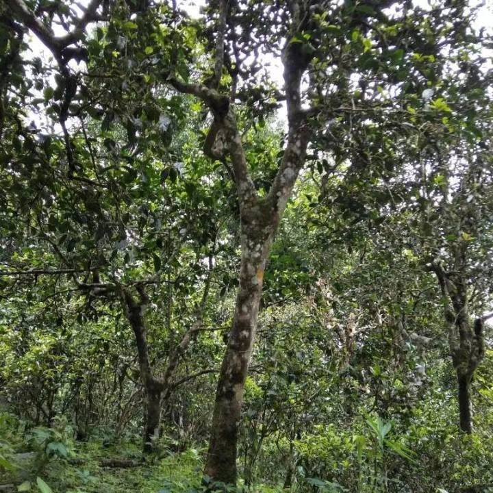 2021年巴達(dá)山章朗古樹秋茶口感？