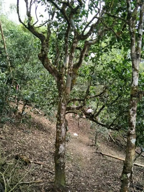 2021年巴達(dá)山章朗古樹(shù)秋茶價(jià)格？