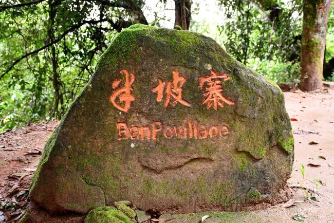 2021年南糯山半坡老寨古樹秋茶口感？