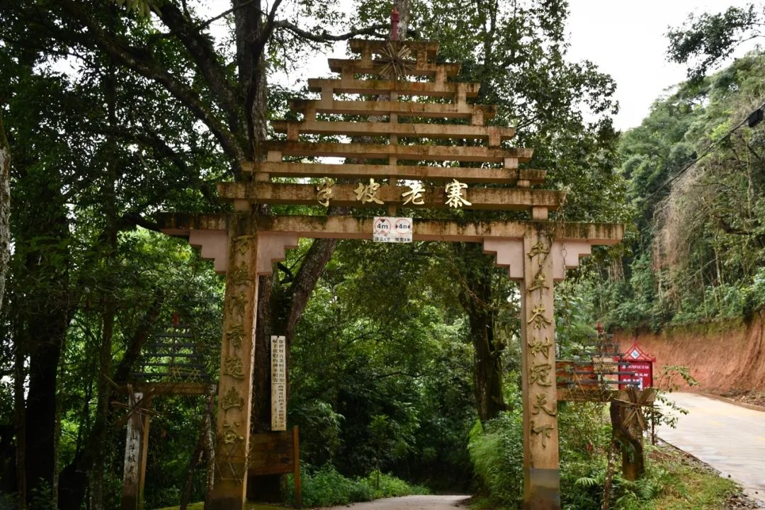 2021年南糯山半坡老寨古樹秋茶特點？