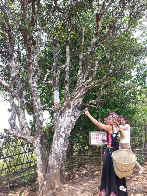 2021年帕沙古樹秋茶價(jià)格是多少？