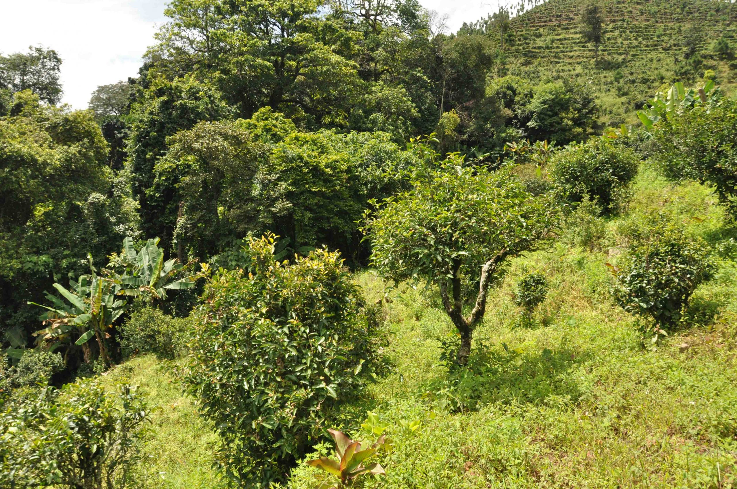 2022年迷倒皇帝的貢茶-迷帝古樹春茶特點？