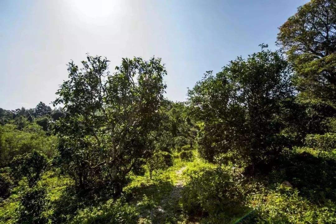 2022年迷帝古樹春茶多少錢一公斤?