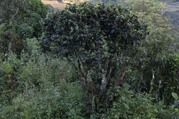 2022年迷帝古樹春茶，這里的茶 皇帝都著迷