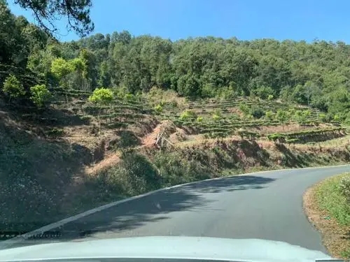 2022年墨江鳳凰窩古樹春茶價(jià)格？