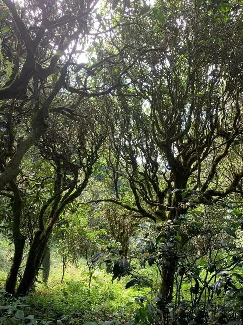 2022年墨江鳳凰窩古樹春茶多少錢一公斤？