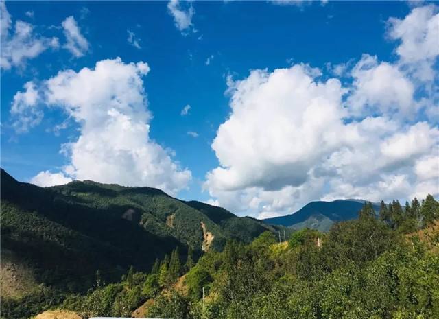 2022年景谷黃草壩古樹春茶多少錢一公斤？