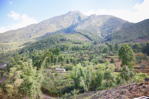 2022年景谷黃草壩古樹春茶價格？