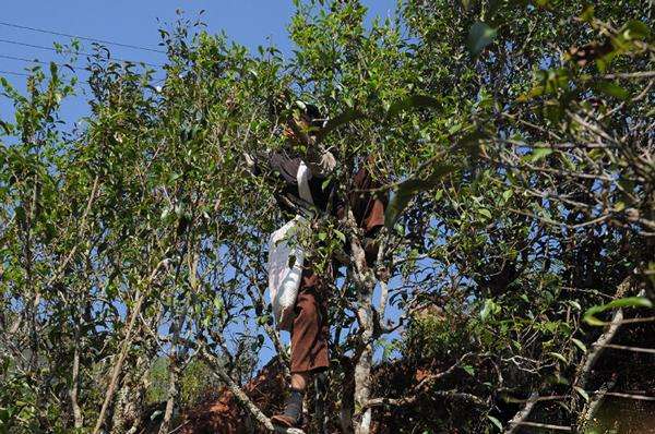 2022年景谷黃草壩古樹春茶品鑒實錄！