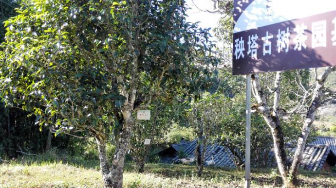 2022年景谷秧塔古樹春茶詳情介紹！