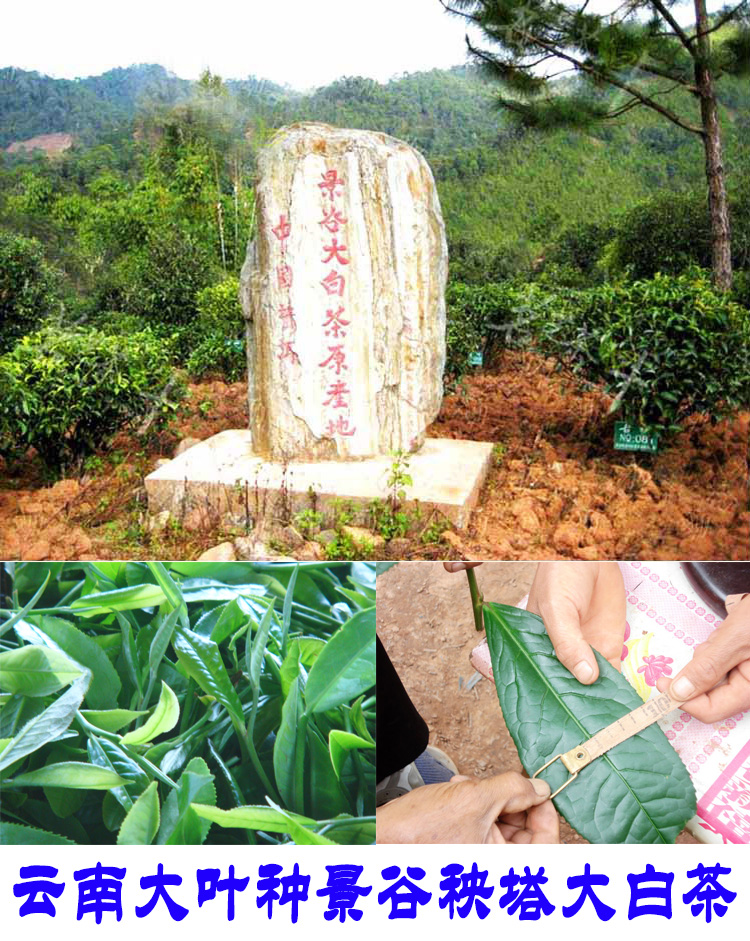 2022年景谷秧塔古樹春茶口感是什么？