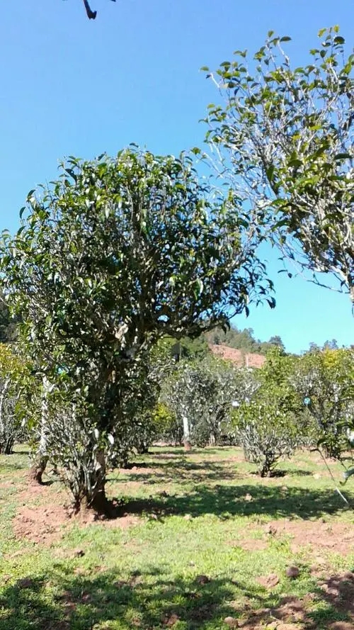 2022年景谷秧塔古樹(shù)春茶價(jià)格是多少？