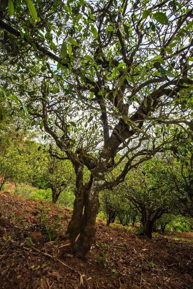 2022年景谷苦竹山古樹春茶多少錢一公斤？