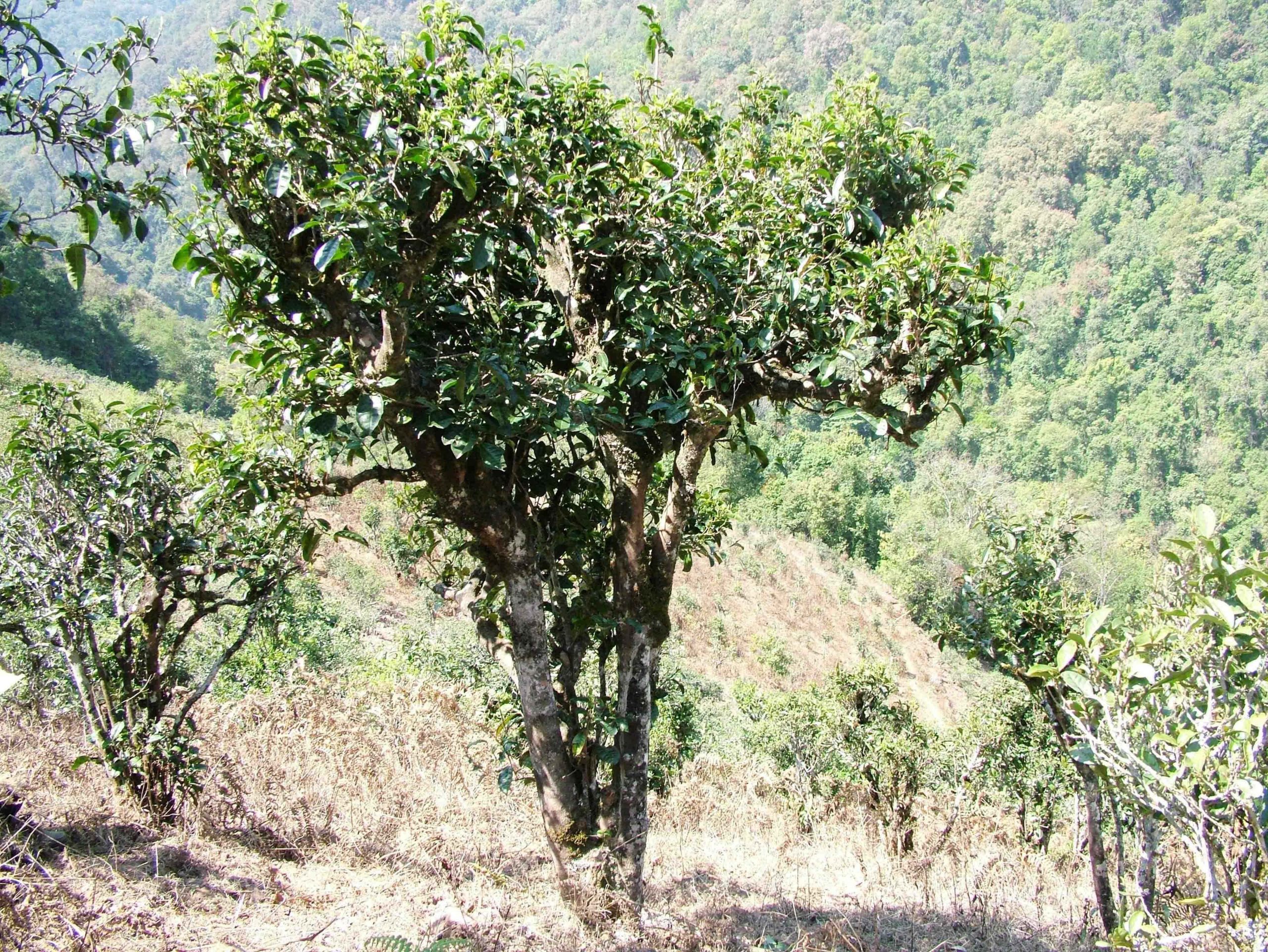 2022年景東御筆古樹春茶口感是什么？