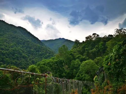 2022年景東御筆古樹春茶價格多少？