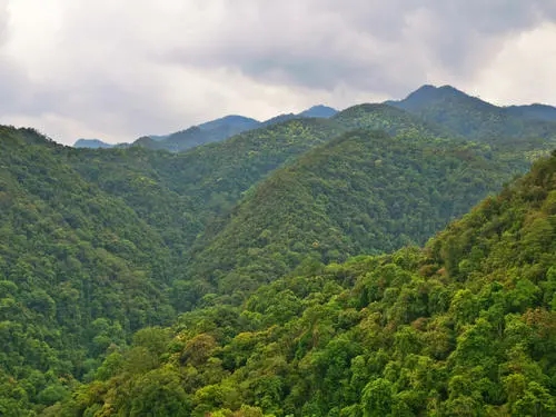 2022年無量山古樹春茶迎春“綻放”！