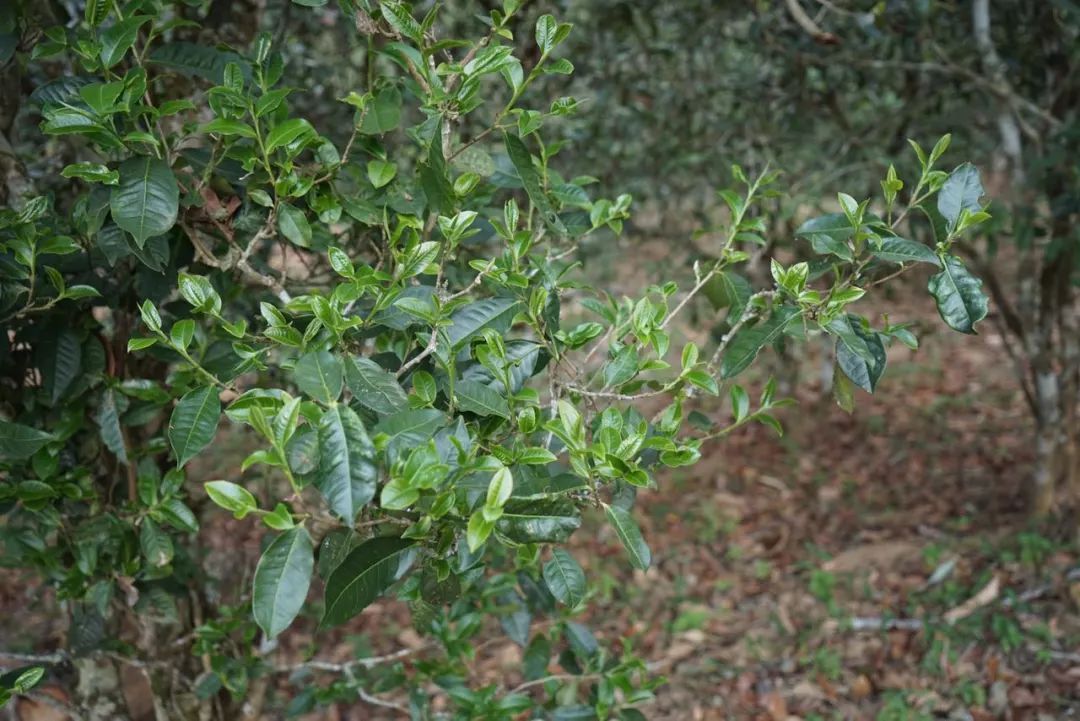 2022年景東哀牢山古樹(shù)春茶價(jià)格多少？