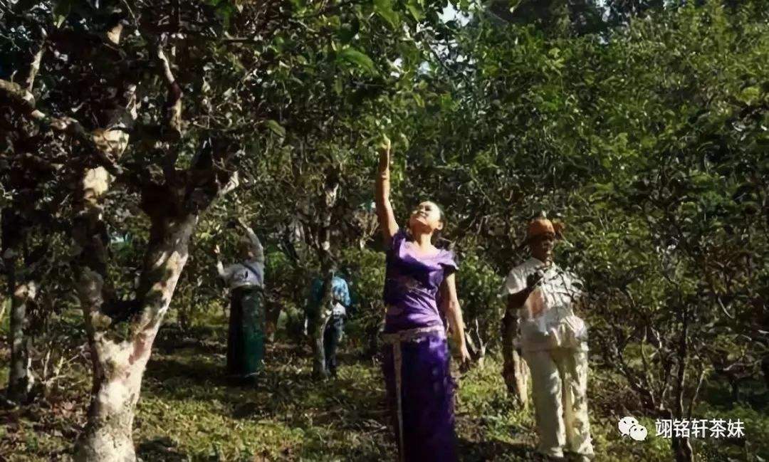 2022年鎮(zhèn)沅爺號(hào)大爺馬鄧古樹春茶特點(diǎn)？