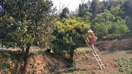 2022年鎮(zhèn)沅馬鄧古樹(shù)春茶口感是什么？