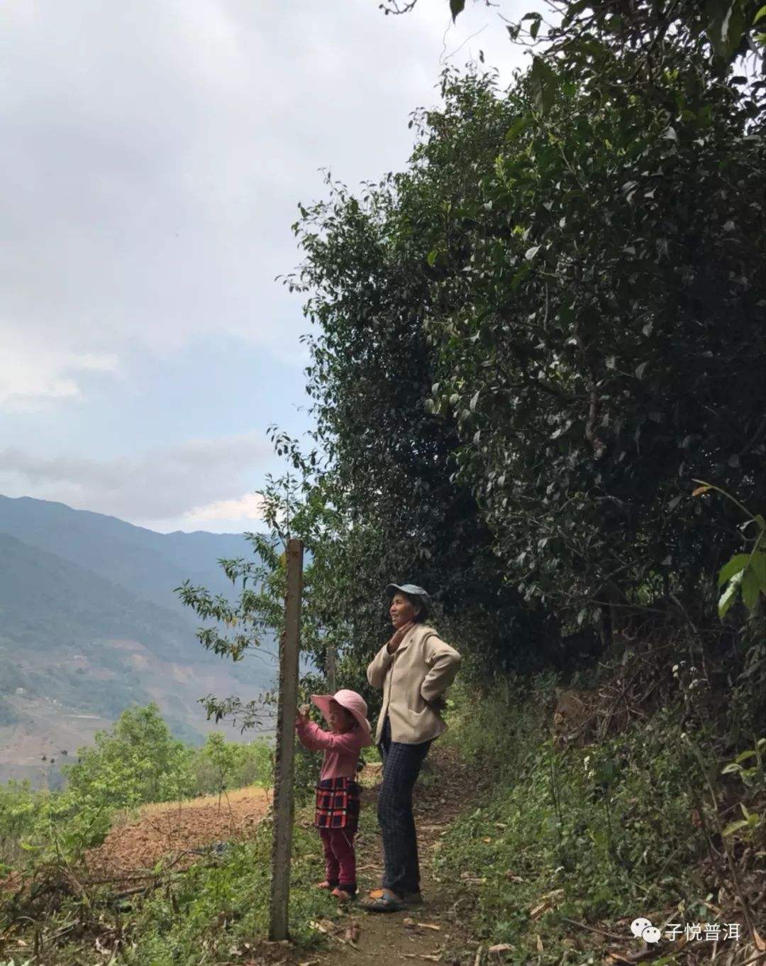 2022年鎮(zhèn)沅馬鄧古樹(shù)春茶多少錢一公斤？