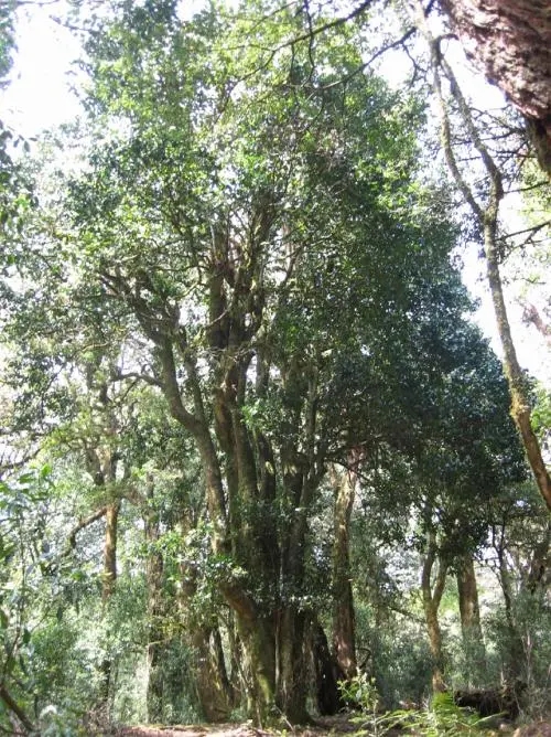 2022年鎮(zhèn)沅馬鄧古樹春茶價格是多少？