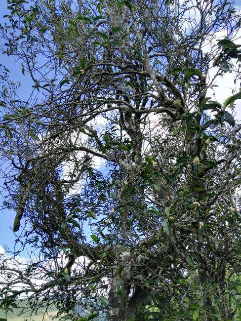 2022年鎮(zhèn)沅老海塘古樹春茶特點？