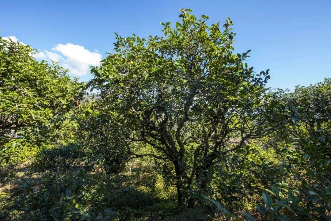 2022年鎮(zhèn)沅老海塘古樹春茶口感？